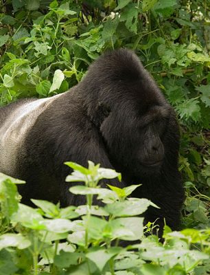 Gorilla-Trekking-Bwindi Paw Print ventures